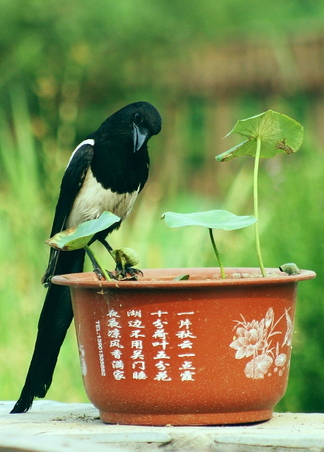 喜鹊观荷 摄影 白银老周