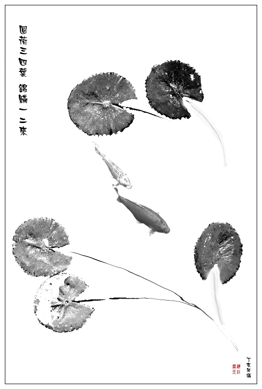 圆荷三四叶,锦鳞一二来. 摄影 静心斋主