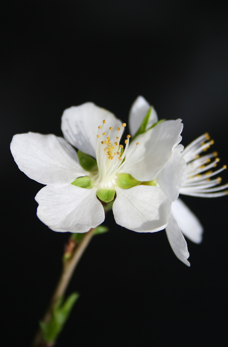 花 摄影 滕滕世界