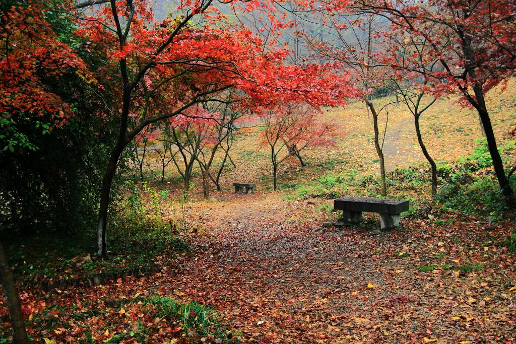 雨后的栖霞山红叶 摄影 老芒果