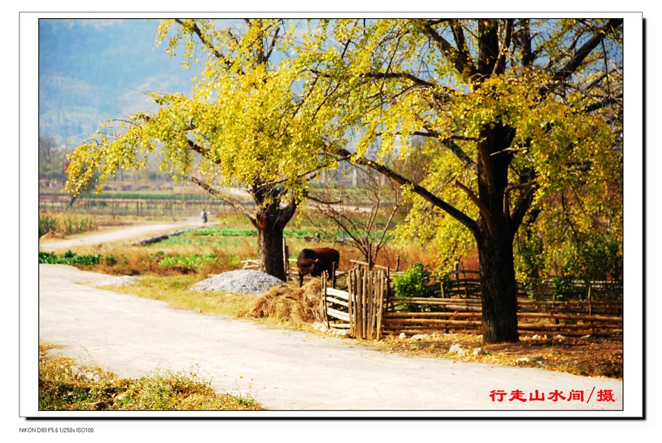 海洋银杏，季节里的一串首饰(四) 摄影 行走山水间