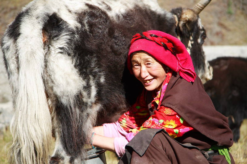 挤牛奶的藏族阿妈 摄影 野人王