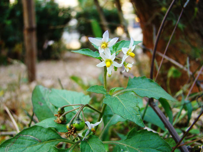 白花龙葵 摄影 海虹