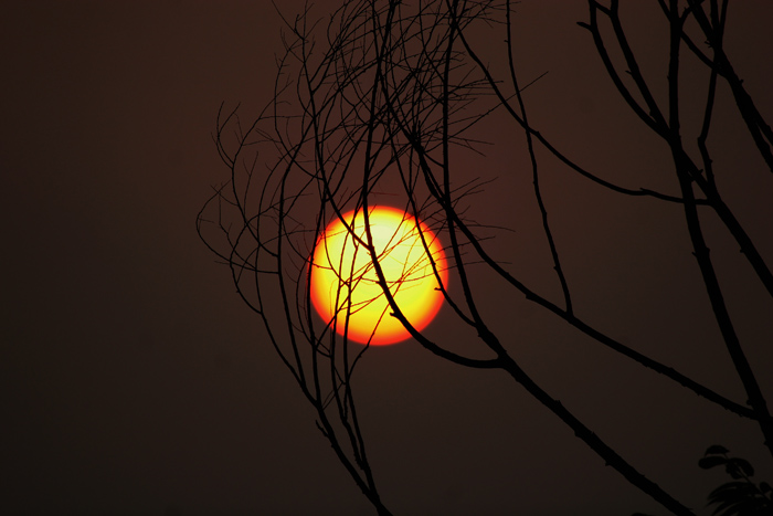 夕阳照枝 摄影 蓠原草