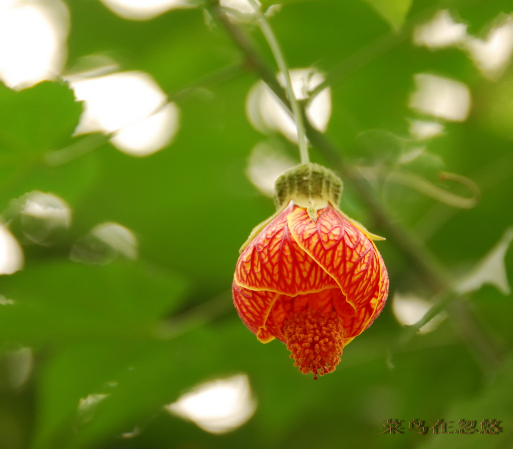 花 摄影 菜鸟在忽悠