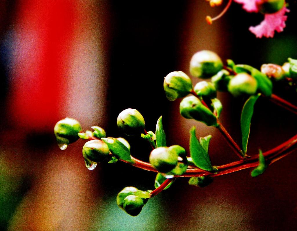 植物、 摄影 LOOK影