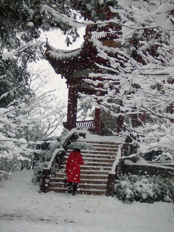 雪中行 摄影 司空情缘