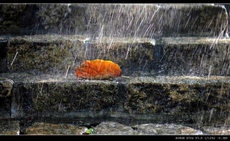 秋雨 摄影 garyzhao