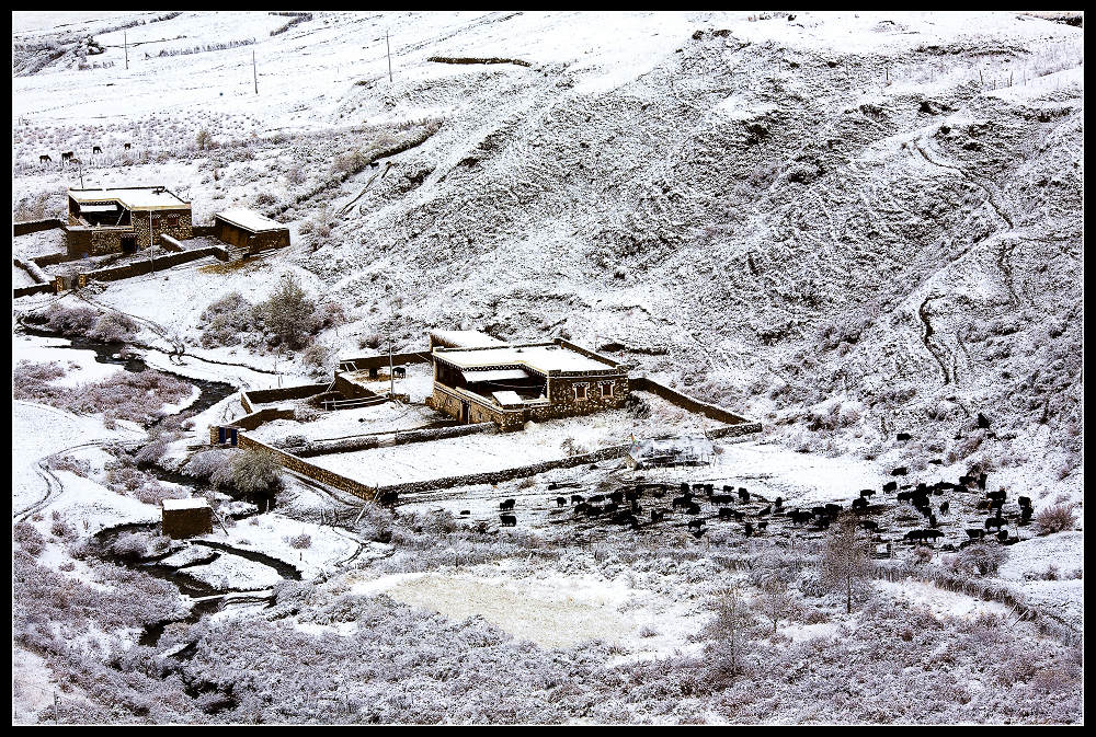 雪牧图 摄影 浪游天涯