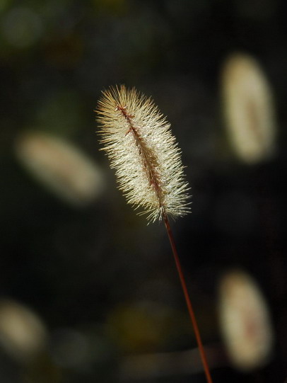 狗尾巴草 摄影 Cheras