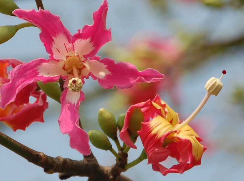 木棉花 摄影 夕阳程程