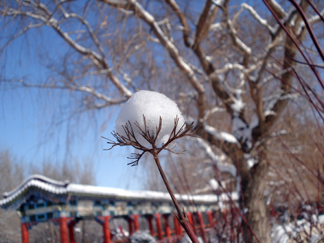 雪姑娘 摄影 悠扬飞紫