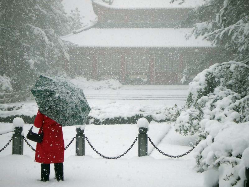 雪中行 摄影 司空情缘