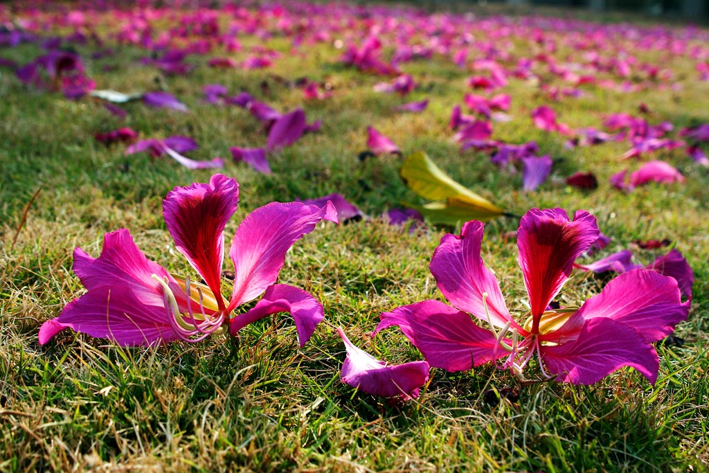 花开花落 摄影 华影