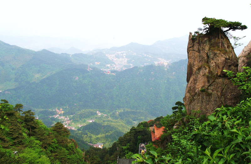 一枝独秀 摄影 江淮一山