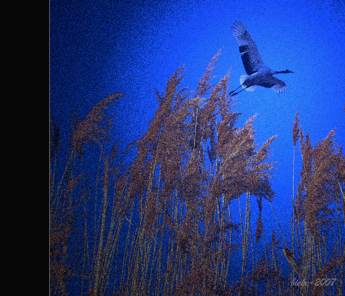 <芦荡飞鹤> 摄影 长春别克