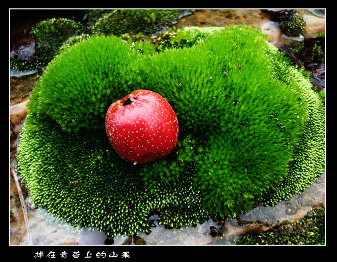 掉在青苔上的山果.jpg 摄影 半影老人