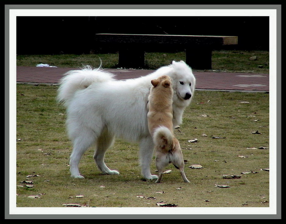 萨摩犬恭听悄悄话 摄影 丙戌八月