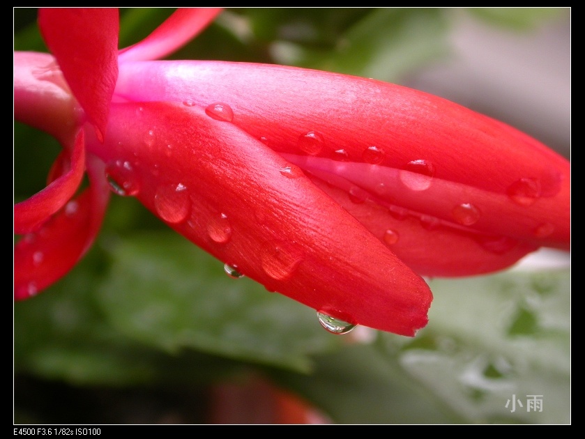 还有一张 摄影 通城小雨