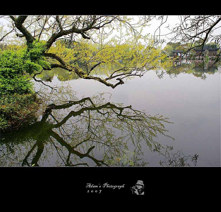 西湖早春映象 （一） 摄影 AdamHsu