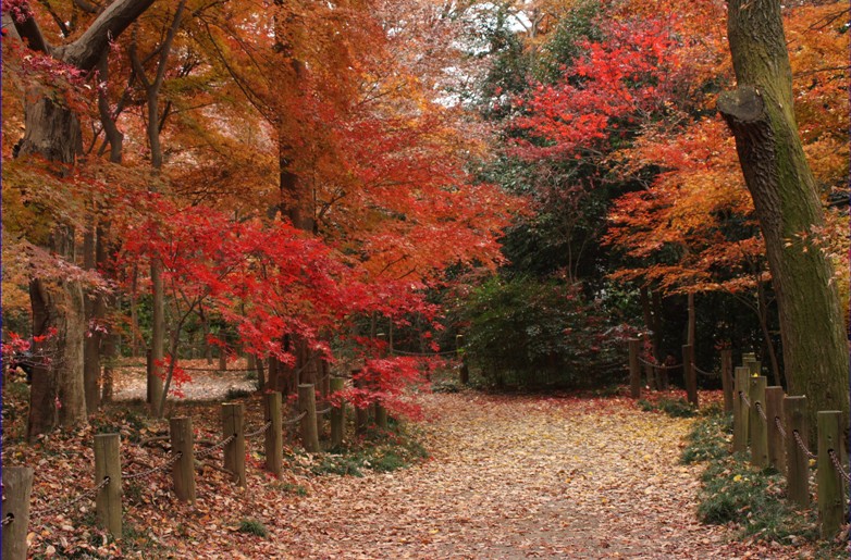 晩秋紅葉 摄影 无名小花