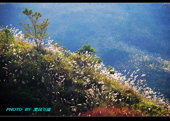 和芒草 摄影 淩風飛揚