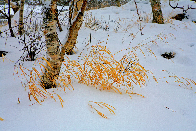 有鹿角的雪景 摄影 屋子