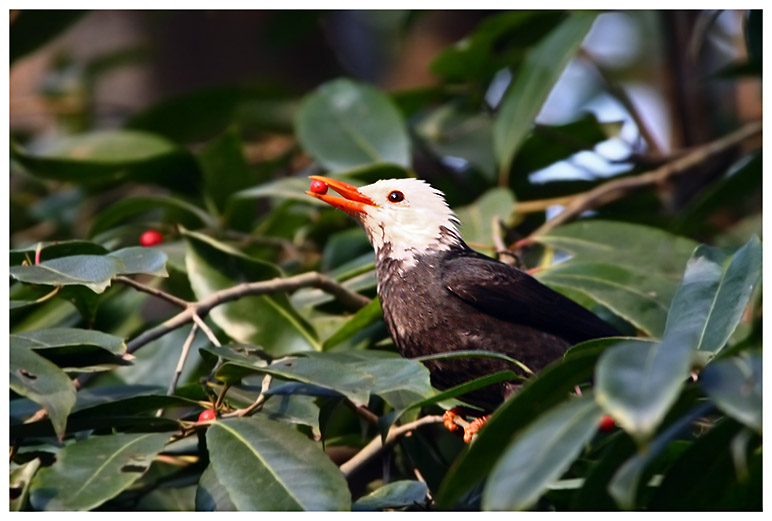 含红 摄影 pigeon