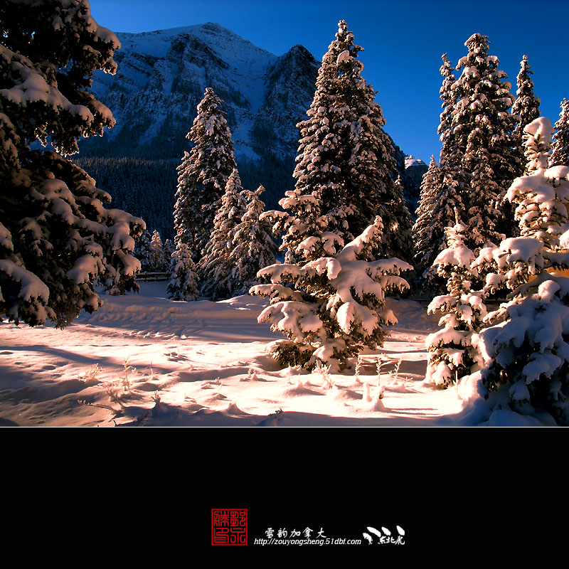 雪韵 摄影 东北虎