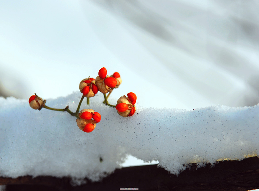 雪中景 摄影 俗家客