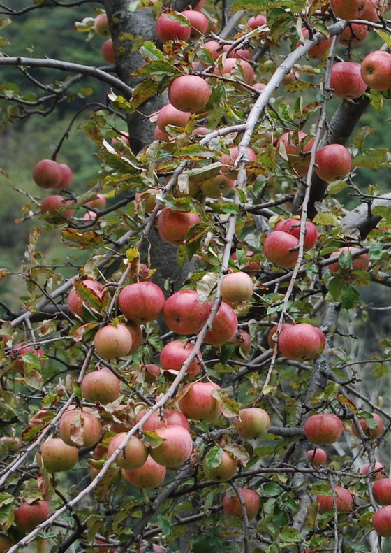 高原野生红苹果 摄影 留香的岁月