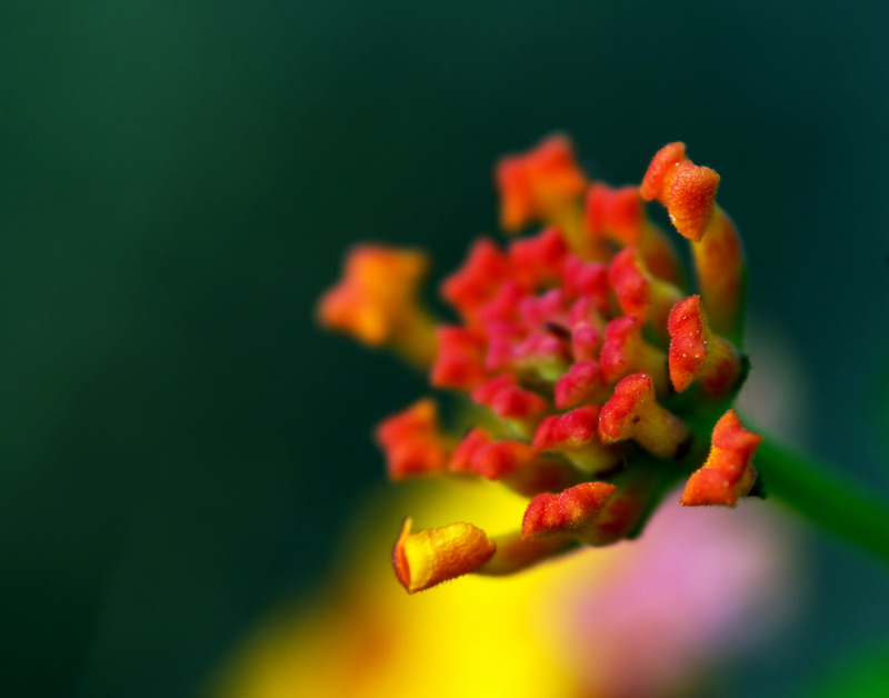 花蕊 摄影 啊兴