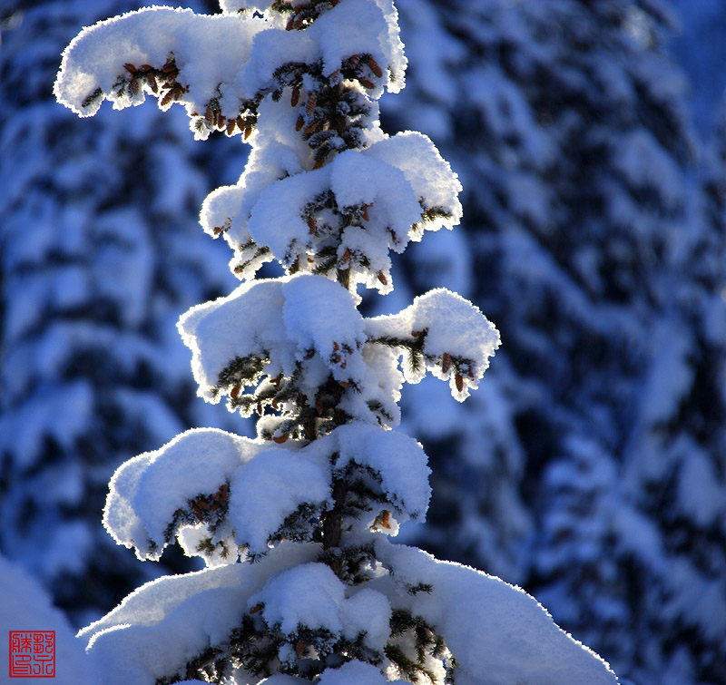 雪韵 摄影 东北虎