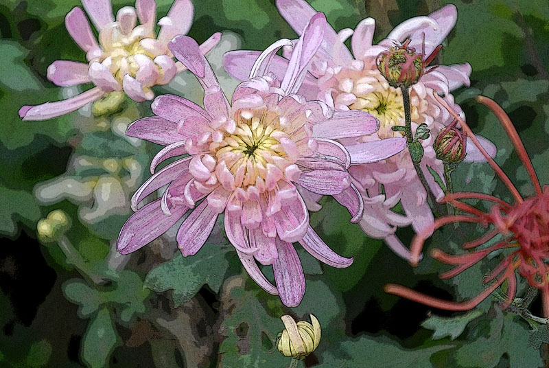 菊花 摄影 雪域之子