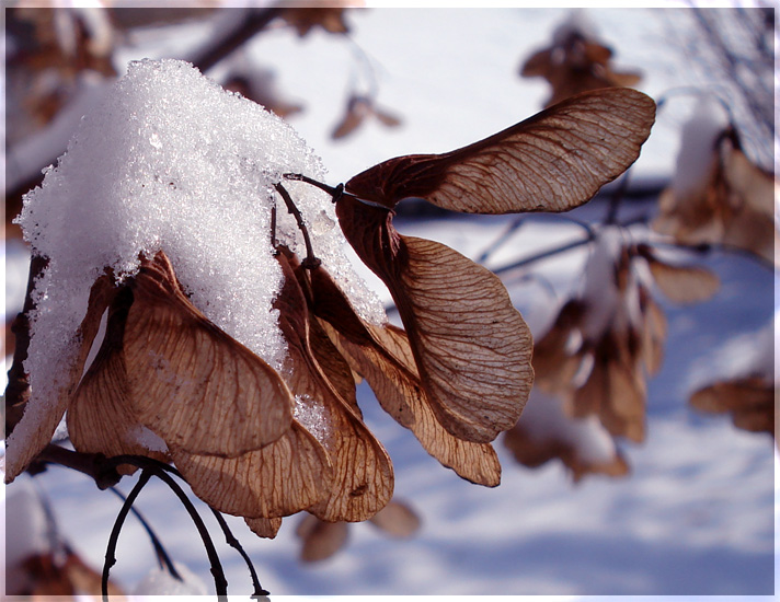 雪（想起白沙糖） 摄影 悠扬飞紫