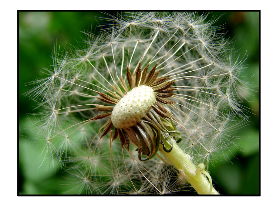 花开花落 摄影 聪明的小蚂蚁