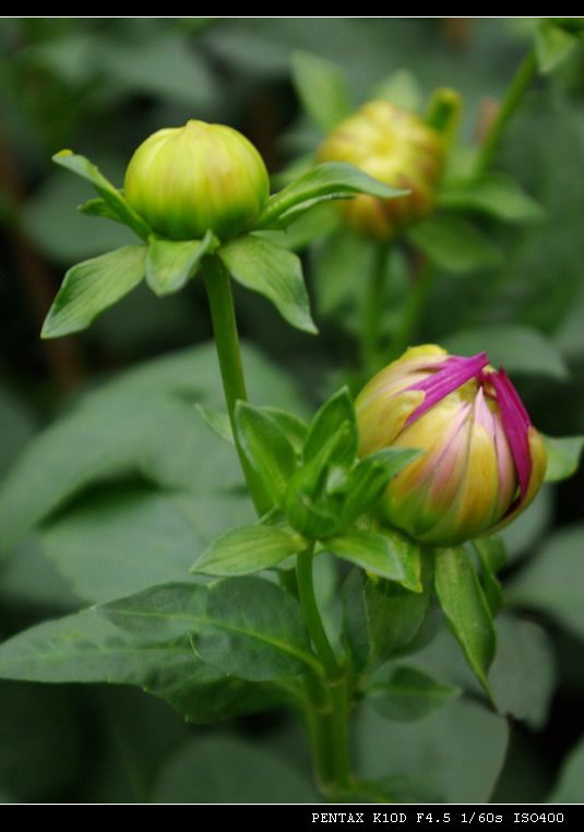 花蕾 摄影 品感