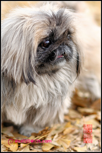 北京犬 摄影 潜水鱼