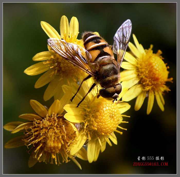 蜂儿花儿 摄影 zdxgg55