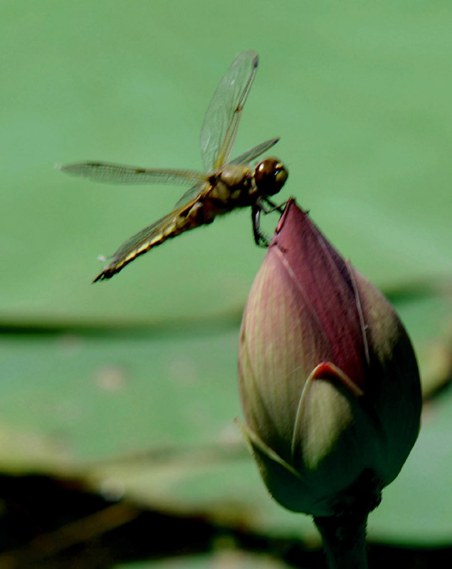 芭蕾 摄影 PIAOJINLONG