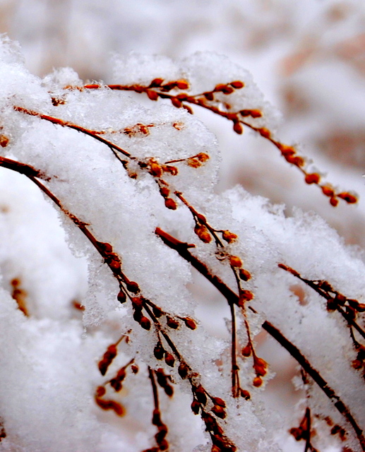 冬雪小景 摄影 嵩风