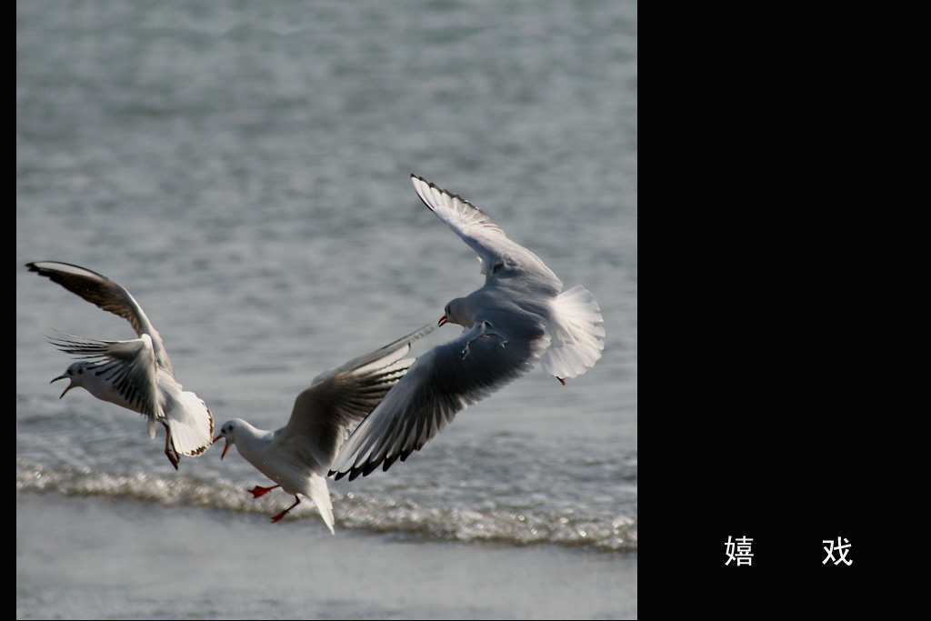 《海鸥》嬉戏 摄影 lqd