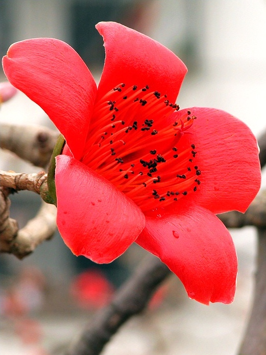 红棉花 摄影 江门仔