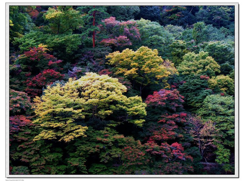 层林尽染 摄影 花眼