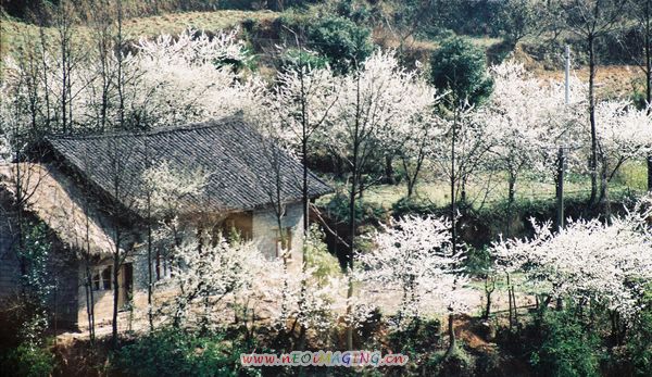 春满人间 摄影 天方地圆