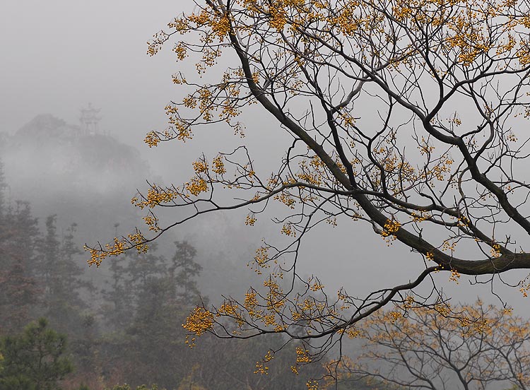 家门口的风景系列之：一角秋光半亭台 摄影 苏州山山山