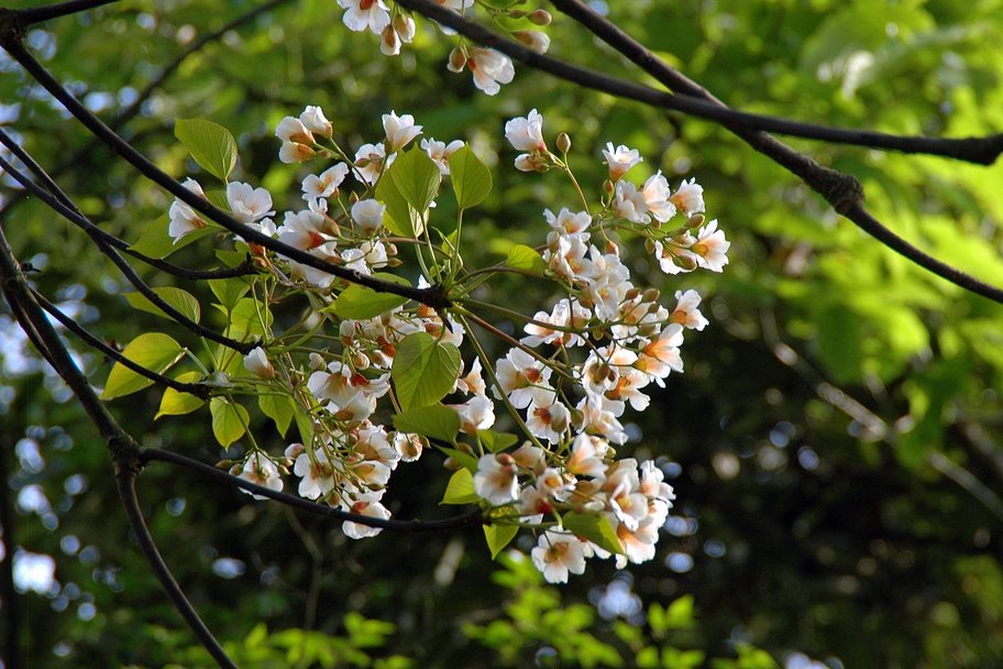 几枝小花 摄影 可喜