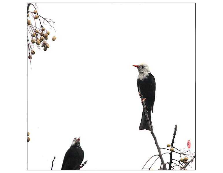 黑短脚鹎 摄影 pigeon