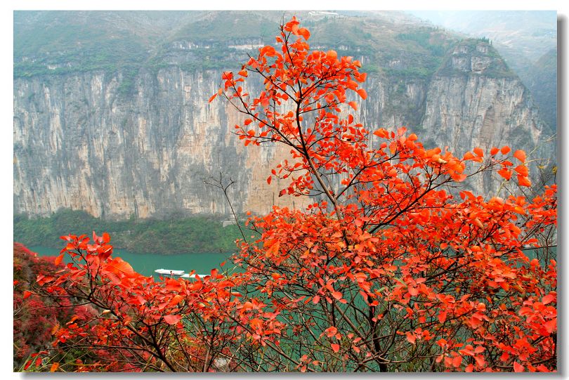 三峡红叶-----火红岁月 摄影 摄途