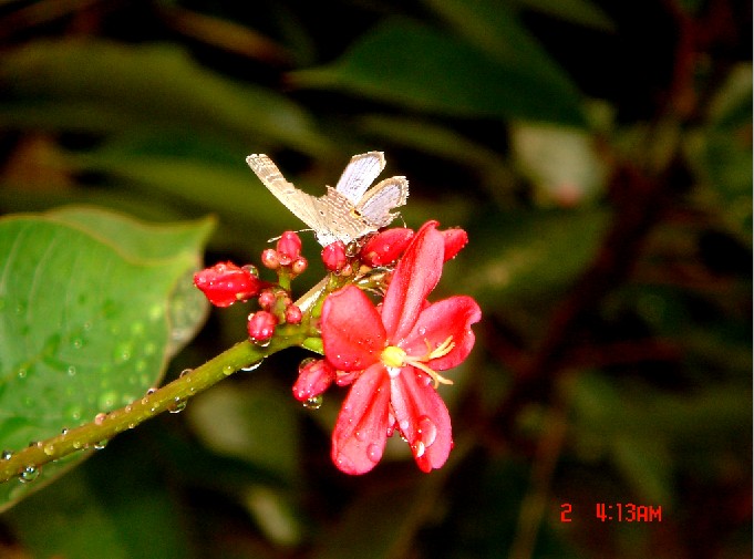 蝶恋花 摄影 孤独的天使